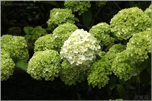 green flowers