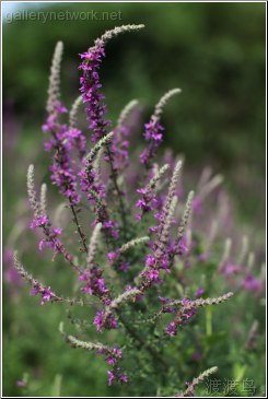 purple flower