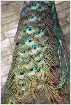 peacock feathers