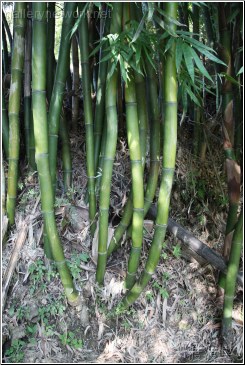 bamboo plants