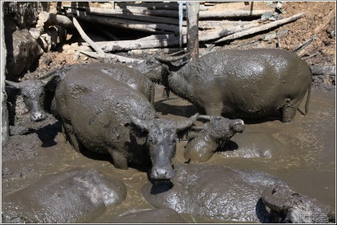 water buffalo