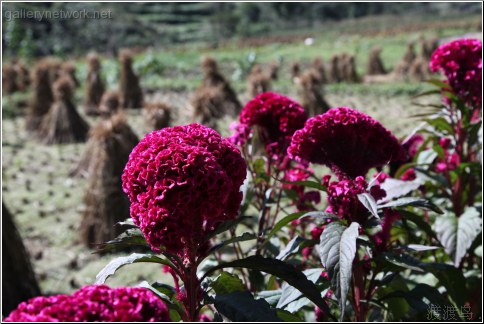 red flower wheat