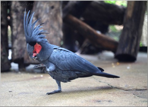 blue cockatoo