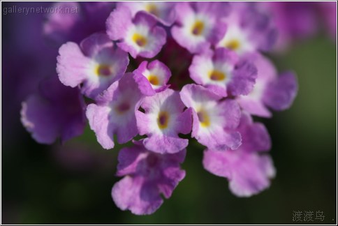 purple flowers