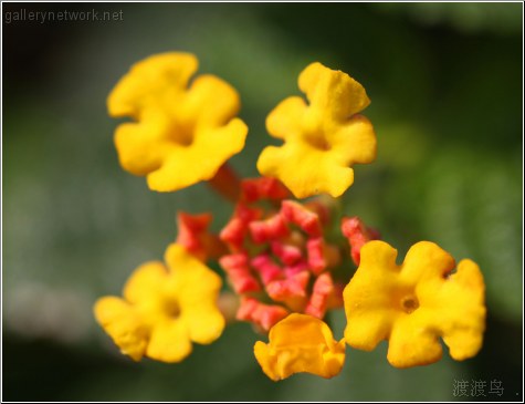 yellow tinies