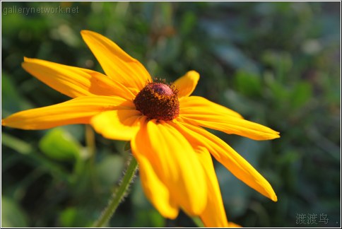 yellow flower