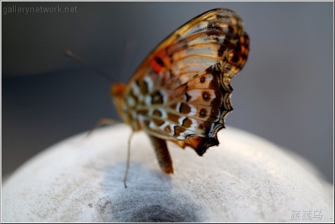 posing butterfly