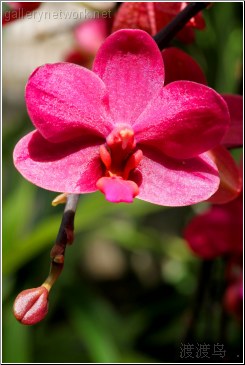 red orchid flower