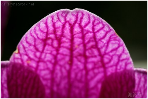 orchid flower silhouette