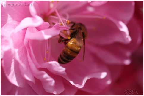 bee collecting pollen