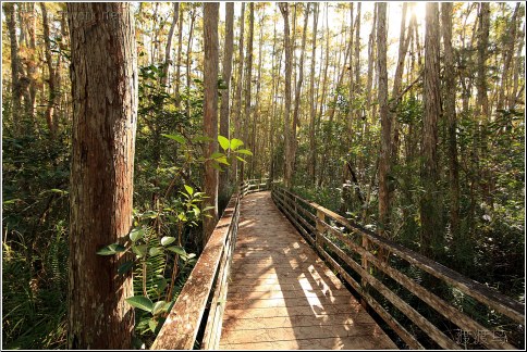 corkscrew swamp plank walk