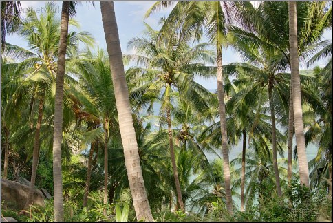 island trees thailand