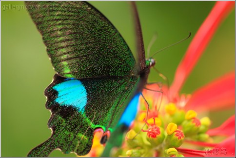 speckled butterfly