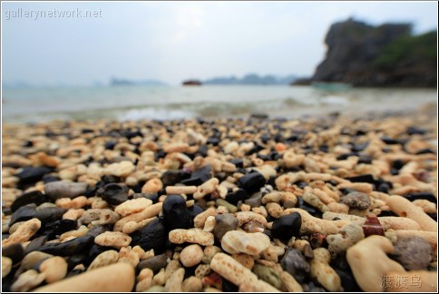 coral beach scene