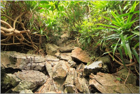 rocky jungle trail