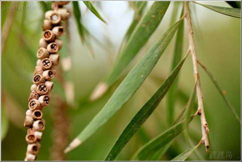 tree seed leaf