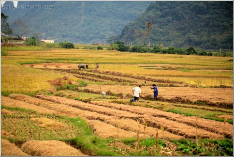 working the field