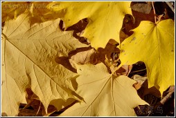 large yellow leaves