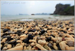 coral beach scene